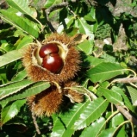 Châtaignier type - Arbre à pain