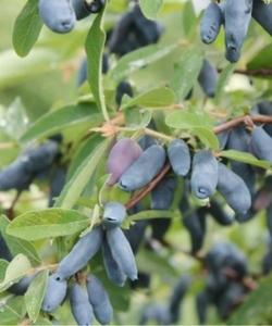 Chèvrefeuille comestible - Baie de Mai