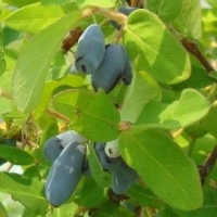 Chèvrefeuille comestible 'Atut'