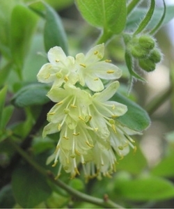 Chèvrefeuille comestible - Baie de Mai