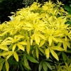 Choisya 'Goldfinger'