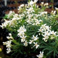 Oranger du Mexique 'White Dazzler' ®