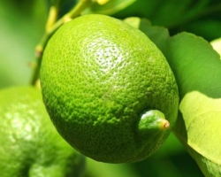 Un Zeste De Connaissances Sur Le Citronnier 4 Saisons Conseils Citronnier 4 Saisons