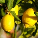 Citronnier