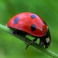 Coccinelle dans votre jardin