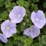 Convolvulus Couvre-sols