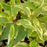 Cornus Gouchautii