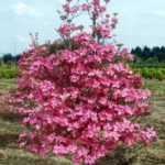 Cornus Cherokee Chief