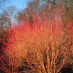 Cornus fluo