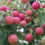 Cornus à gros fruits