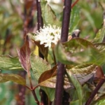 Cornus Kesselringii