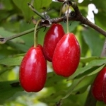 Cornus mâle à gros fruits