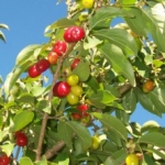 Cornus mâle