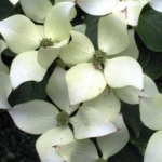 Cornus Milky Way