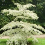 Cornus des Pagodes