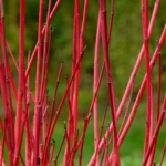 Cornus à bois rouge