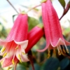 Fuschia d'Australie