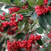 Cotoneaster lacteus