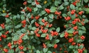 Cotoneaster