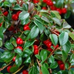 Cotoneasters Couvre-sols