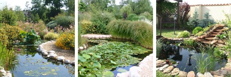 Quelles plantes dans un jardin aquatique