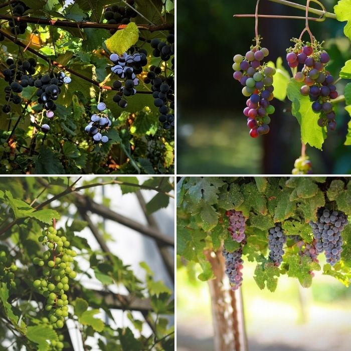 vigne jardin fruit raisin