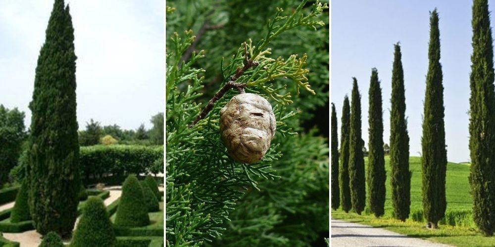 cypres cupressus sempervirens pyramidalis totem varietes fruits