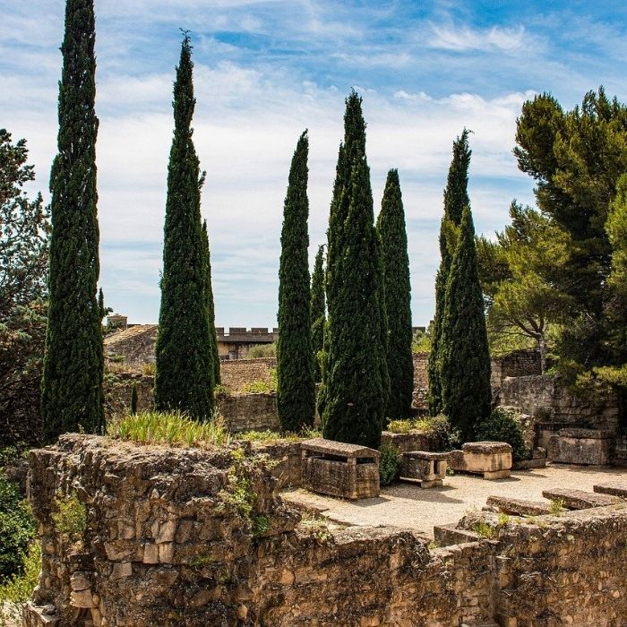 cyprès provence italie florence histoire