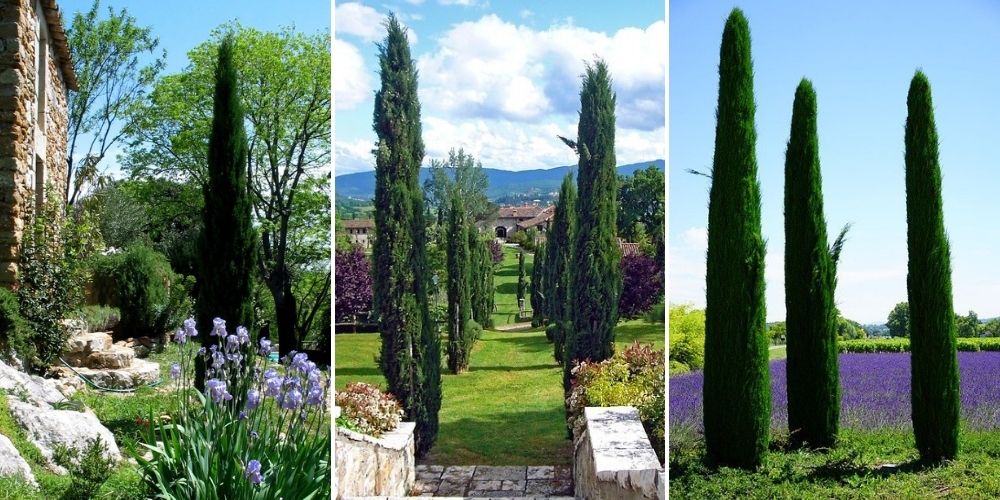 cyprès provence italie jardin utilisation