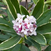 Daphné parfumé panaché - Daphne odora aureovariegata