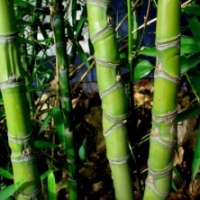 Bambou Phyllostachys doré