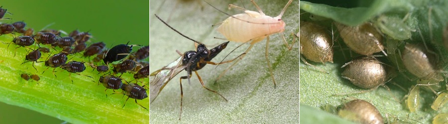pucerons et guepe parasitoide