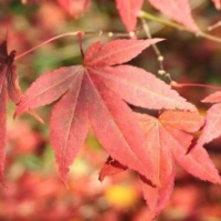 Érable du Japon 'Atropurpureum'