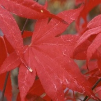 Érable du Japon 'BloodGood'