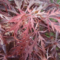 Érable du Japon 'Dissectum Garnet'