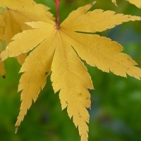 Érable du Japon 'Sango Kaku'