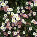 Erigeron Couvre-sols