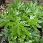 Fatsia / Aralia