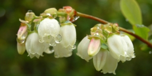 Fleurs des Myrtilliers