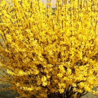 Floraison du Forsythia