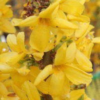 Floraison du Forsythia