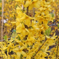 Floraison du Forsythia