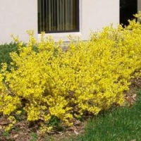 Forsythia 'Bronxensis'