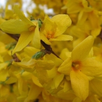 Forsythia 'Fiesta'