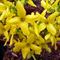 Forsythia 'Lynwood'