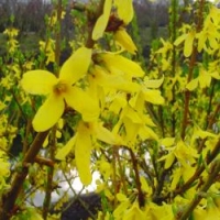 Forsythia 'Minor Gold' ®