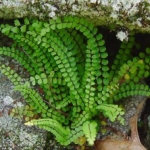 Fougère Asplenium