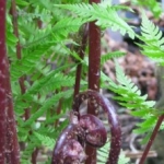 Fougère 'Lady in Red'