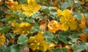 Fremontodendron