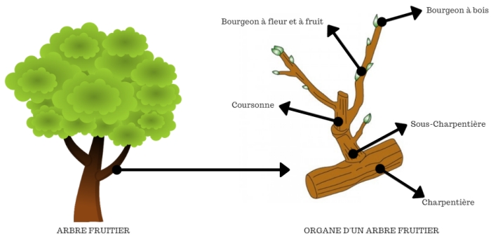 Organes d'un Arbre fruitier